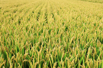 Mature rice in rice field, The rice fields are under the blue sky.