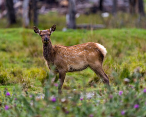 Elk Stock Photo and Image. Elk baby close-up side view with blur wildflowers foreground and a blur forest background in its environment and habitat surroundingand looking at camera.