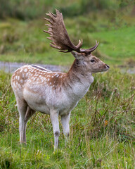 Naklejka na ściany i meble Fallow Deer Photo and Image. Male close-up profile view displaying its antlers in the rutting season in its environment and habitat surrounding. Deer Photo and Image.