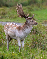 Fallow Deer Photo and Image. Male close-up profile view displaying its antlers in the rutting season in its environment and habitat surrounding. Deer Photo and Image.