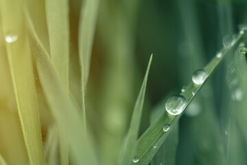 Dew drop on the blurred grass macro photo. Nature green background