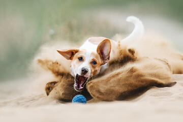 jack russell terrier