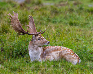 Fallow Deer Photo and Image. Male close-up resting in field with grass in its environment and habitat surrounding and displaying big antlers. Deer Photo and Image.