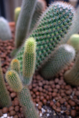 Green cactus in a pot closeup