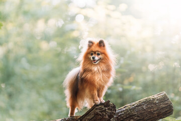 pomeranian dog portrait