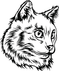 Vector cat isolated illustration. Black color on white background image.