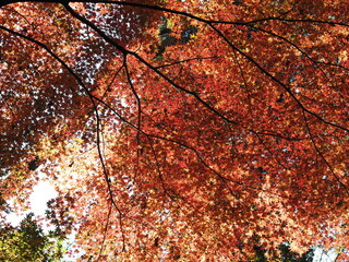 紅葉