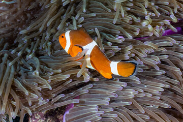 Clown fish in Indonesia