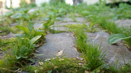 Overgrown paving stones, a path in the garden