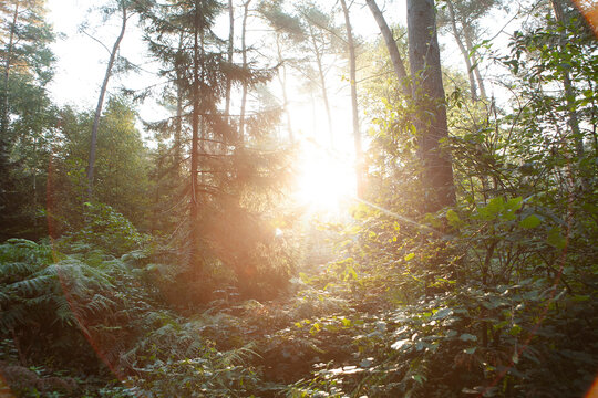 Sun rising over lush forest
