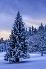 Picturesque winter landscape. Snowy landscape with dominant tall spruce. Early evening in the Jizera Mountains in Bohemia