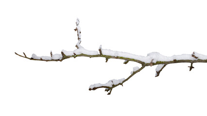 Tree branch in snow isolated on white background. Branch of a tree in the snow, isolated on a white background, close-up. Branch in the snow, isolate, close-up. © aneriksson