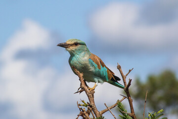 lilac breasted roller