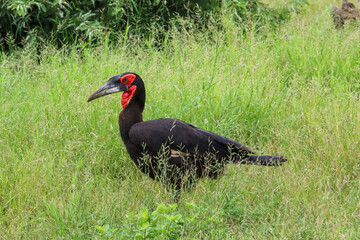 red billed hornbill