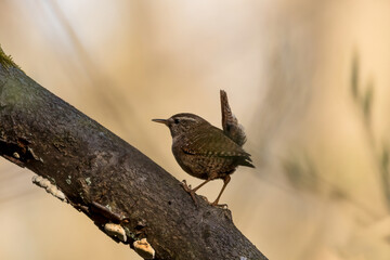 Naklejka na ściany i meble The Eurasian wren sitting on a twig, Troglodytes troglodytes, a bird that makes interesting sounds, sings beautifully, small, fast and agile, builds a nest in the windings