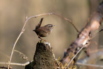 The Eurasian wren sitting on a twig, Troglodytes troglodytes, a bird that makes interesting sounds, sings beautifully, small, fast and agile, builds a nest in the windings