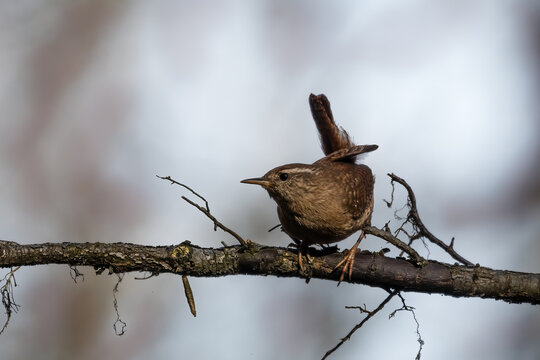 The Eurasian wren sitting on a twig, Troglodytes troglodytes, a bird that makes interesting sounds, sings beautifully, small, fast and agile, builds a nest in the windings