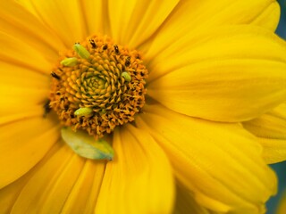 yellow flower with bee