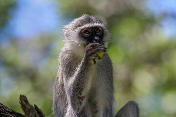 vervet monkey eating a marula fruit