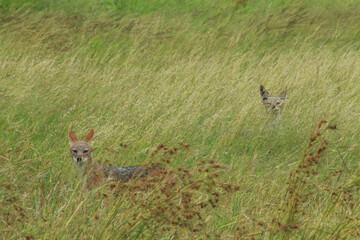 two black-backed jackals in the tall gross