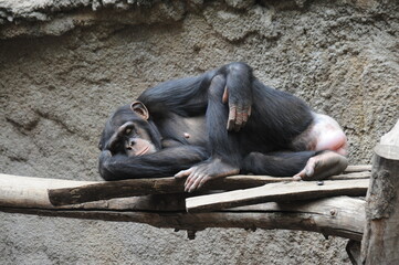 Zoo Leipzig, tiefenentspannter Schimpanse