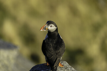 Atlantic Puffin seabird relax on the cliff.