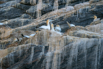 Northern gannet (Morus bassanus) at the cliff at Runde.