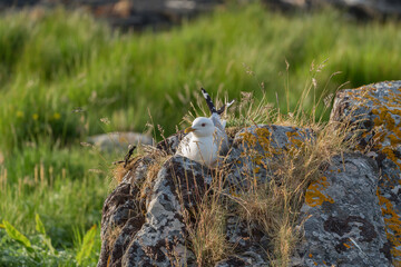 Seagull nest on the rock at Runde Island, Norway.
