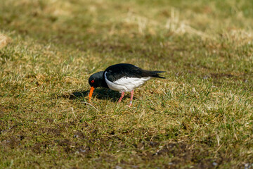 Eurasian Oystercatcher in natural habitat (Haematopus ostralegus).