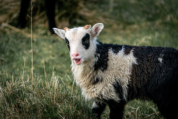 Naklejka na ściany i meble New born lamb outside in the fresh grass.