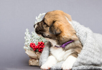 welsh corgi puppy on christmas background