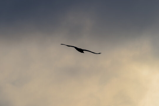 Silhouette of an white tailed eagle or sea eagle at Runde Island.