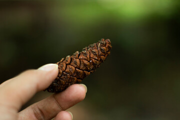 A pinecone is held against a blurred background