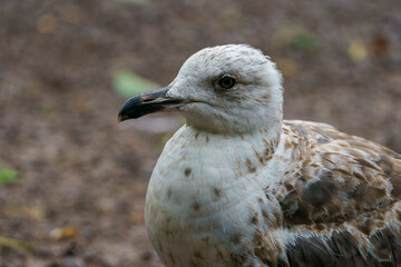 Close up a young seagull