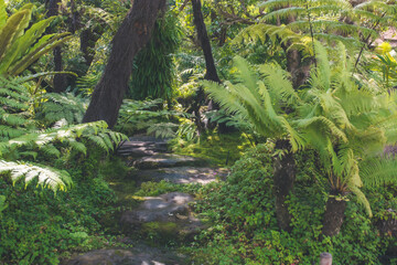 Beautiful and fertile forests full of beautiful green and sunny