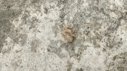 gray dry leaf isolated on cement road