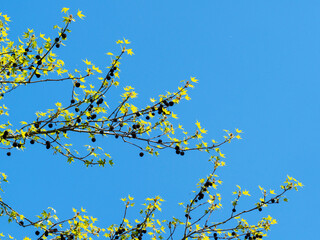 arbre en fleurs à la Base de Loisirs de Verneuil sur Seine à l'ouest de Paris