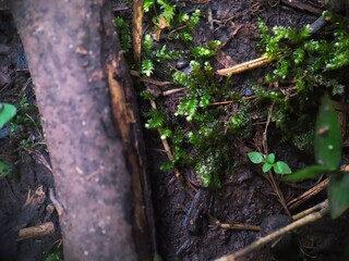 moss on the ground