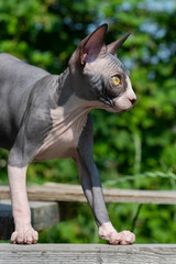 Adorable black and white Sphynx cat stands on wooden planks on play area of cattery breeding kennel and looking away. Kitten is 4 months old. Focus on foreground. Natural blurred green background.