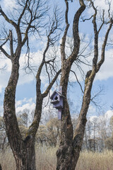 Fototapeta na wymiar Wooden lilac birdhouse hanging on the tree