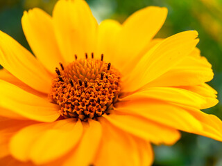 yellow flower closeup