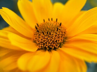 close up of yellow flower