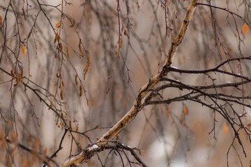 Fototapeta na wymiar birch branches in autumn in russia