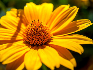 yellow flower macro