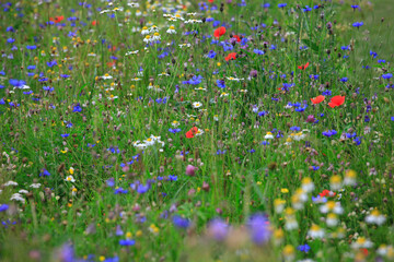 Colorful wildflowers blooming in springtime meadow