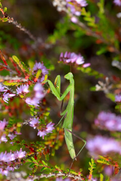 Praying mantisclimbing on branches of flowering plant