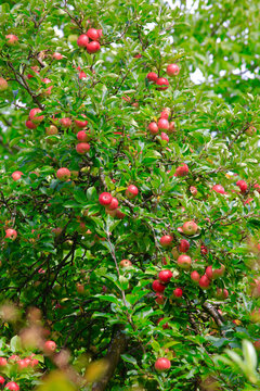 Apple tree in spring growing in orchard
