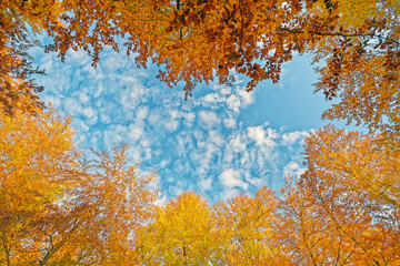 Blätterdach im Herbst