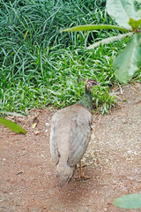 Peacock female