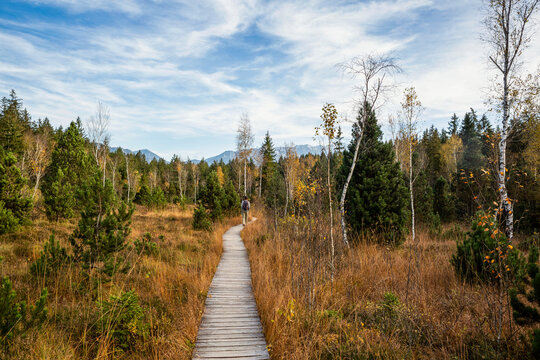 Mature male traveler walking on boardwalk at Murnauer Moos, Bavaria, Germany